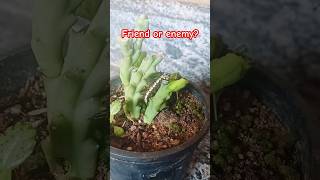 #cactisucculentreview #cactieater#cactusbug#cacti worm#rarecactus #euphorbiacactus#viralreels#plants