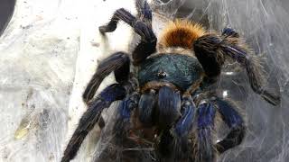 #30 KARMIMY PTASZNIKI! Feeding video - ARACHNOHOBBIA