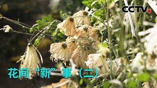 花间“新”事（二）：食用菊花突然大面积枯萎！科研人员是否能够找到原因？ 20221024 |《创新进行时》CCTV科教