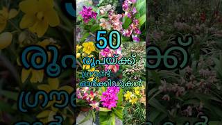 50 രൂപയ്ക്ക് ഗ്രൗണ്ട് ഓർക്കിഡുകൾ#groundorchid #orchid #orchidcare #malayalam #kerala #plantcare