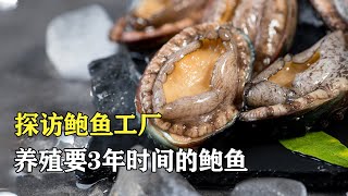 探訪鮑魚養殖場：鮑魚養殖要3年，吃的都是天然矽藻