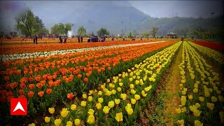 श्रीनगर के Tulip Garden ने बनाया World Record | Jammu Kashmir News