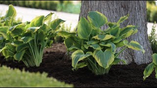 Seducer Hosta--wonderful color and texture for the shade!