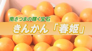 きんかん「春姫」　自動パック詰機で選果が便利！