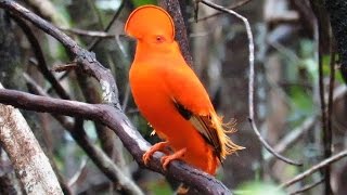 Guianan Cock-of-the-rock - Lek 🐦🎥