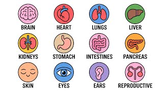 Every Human Organ Explained in 11 Minutes