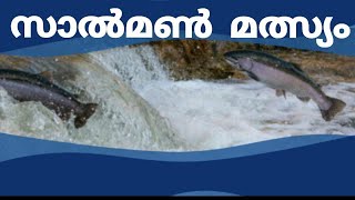 #l'e'tudemotivation#salmon#motivation II സാൽമൺ മത്‍സ്യം II