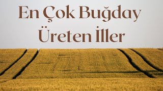 En Çok Buğday Üreten 10 İl - Türkiye'de Buğday En Çok Nerede Üretiliyor - Buğday İstatistikleri 2022