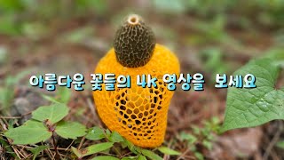 아름다운 꽃들의 향연-4k 영상