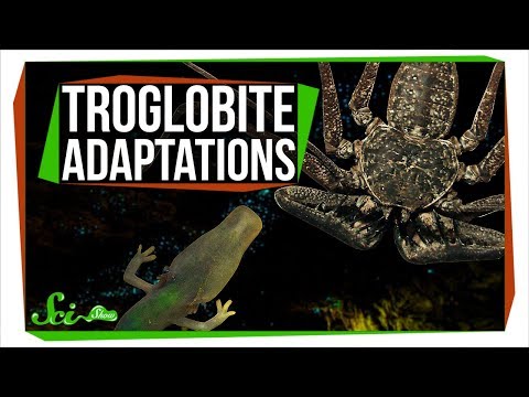 How do animals survive in caves?
