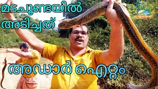 ##3kg|Big Fish|Maninjle|Caught. idukki fishing||Kaliyar|river||മനിഞ്ഞിൽ ഫ്രൈ.