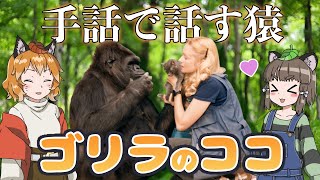 【ゆっくり解説】手話が使えるゴリラ「ココ」が起こした奇跡