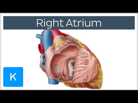 What is the function of the atrium?