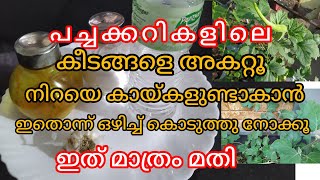 പച്ചക്കറികളിലെ കീടങ്ങളെ അകറ്റാം . നിറയെ കായ്ഫലം തരും. ഇതൊന്ന് ഒഴിച്ച കൊടുക്കൂ. Thread and Needle