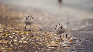 Cute sanderlings