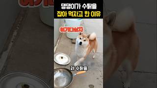 댕댕이가 수탉을 잡아 먹자고 한 이유 #강아지 #재미있는개 #반려견 #시바견