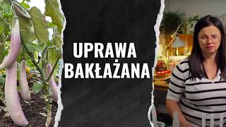 UPRAWA BAKŁAŻANA | JAK SIAĆ BAKŁAŻANA | KALENDARZ OGRODNIKA 2025 | Kasia in