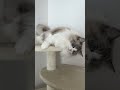 キャットタワーで寛ぐ猫　 shorts cat 猫 猫動画 ねこのいる生活 癒し ラグドール ラガマフィン にゃんこ かわいい 長毛種 推し kitten cute