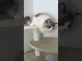 キャットタワーで寛ぐ猫　 shorts cat 猫 猫動画 ねこのいる生活 癒し ラグドール ラガマフィン にゃんこ かわいい 長毛種 推し kitten cute