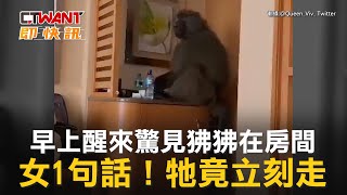 CTWANT 國際新聞 / 早上醒來驚見狒狒在房間　女1句話！牠竟立刻走