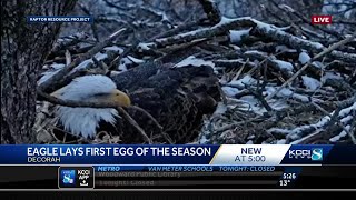 Decorah eagles lay first egg of season