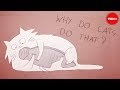 Why do cats act so weird? - Tony Buffington