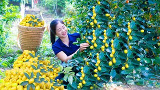 Harvesting oleaster \u0026 Goes To Market Sell | Gardening And Cooking | Lý Tiểu Vân