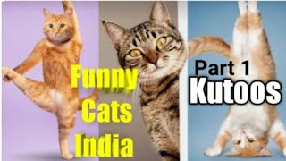 Funny Cats | Kutoos Cat Relaxing | കുറ്റൂസ് പൂച്ച |  मेरी बिल्ली कुट्टूस | Naughty cat |