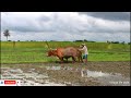 bullock in huge mud land இளம் காளைகள் ploughing video bullock ploughing cow videos