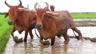 Bullock in Huge Mud land || இளம் காளைகள் Ploughing Video | Bullock Ploughing | Cow Videos