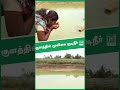 thiruvallur herbal water குளத்தில் மூலிகை குடிநீர் herbalwater herbal thiruvallur