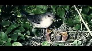 Punjab De Alope Ho Rahe Panchhi/Extinct Birds Species In Punjab (Birds Documentary)