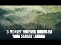 3 monyet endemik indonesia yang sangat langka