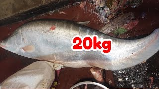 Big chital fish cutting || Amazing big fish cutting || Super fast fish cutting