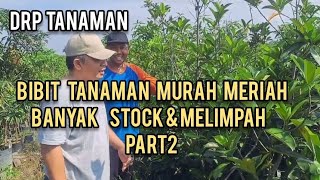 BIBIT  TANAMAN BUAH-BUAHAN  MURAH  SEKALI,  BANYAK STOCK Part2