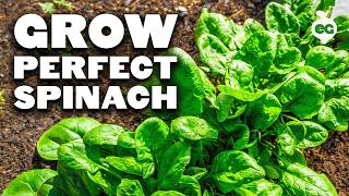 Growing Spinach, the Cold-Loving SUPER Green
