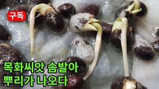 목화 식물 씨앗 솜발아하여 뿌리가 나오다! seed germinates root