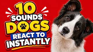 10 Sounds Dogs React To Instantly 🐶 (Try This With Your Dog!)