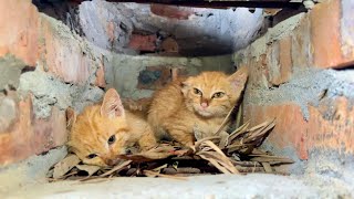 A miracle happened to two dying and comatose kittens, two adorable kittens after being rescued.!