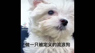 一只不被定义的丑马尔济斯犬……