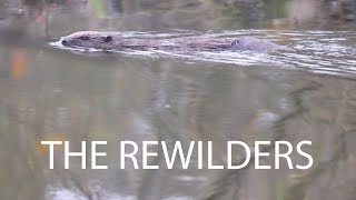 The Rewilders: Who are the people bringing back Britain's Wildlife?