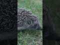 hedgehog fun facts you didn t know facts animals wildlife