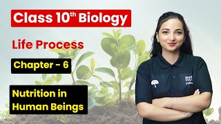 Nutrition in human beings - Life Processes | Class 10 Biology Chapter 6