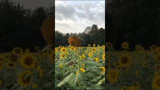 Sunflower Field in POOKKOTTUMPADAM