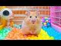 Extraordinary Hamster Escapes the Most Terrifying Prison Maze 🐹 Hamster Maze