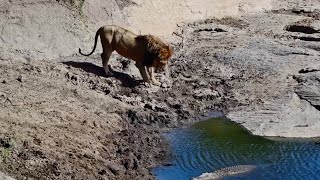 Salas Male Lion came to drink water \u0026 Found Crocodile in the River | 15 January 2025