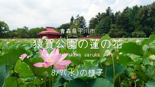 青森県平川市 猿賀公園の蓮の花の状況【2024年8月7日撮影】