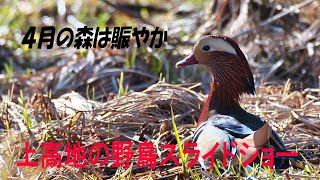 上高地　４月の森は賑やか