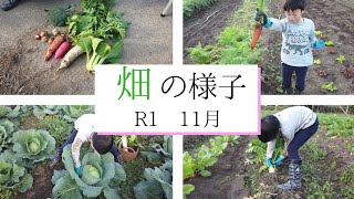 畑の様子　子供と野菜収穫（R１年１１月）