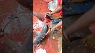 Vanjaram fish cutting || King fish cutting || seer fish #cuttingfish #vanjaram #kingfish